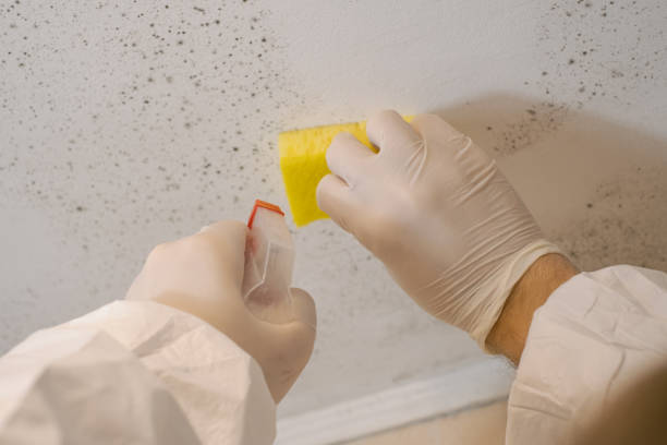 Best Commercial Mold Inspection  in Mlstadt, IL