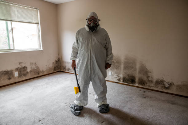 Professional Mold Removal in Millstadt, IL